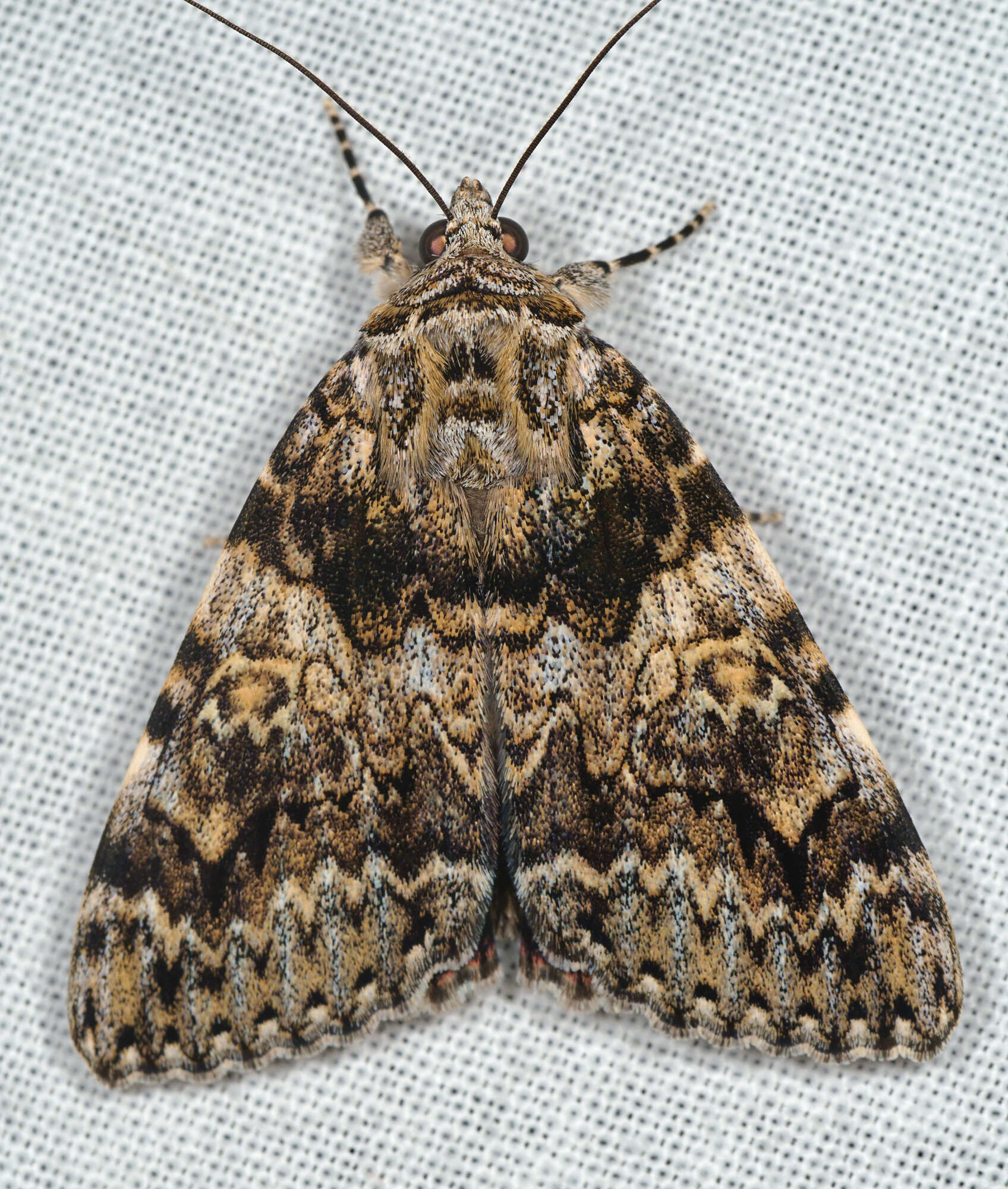 Image of Light crimson underwing moth