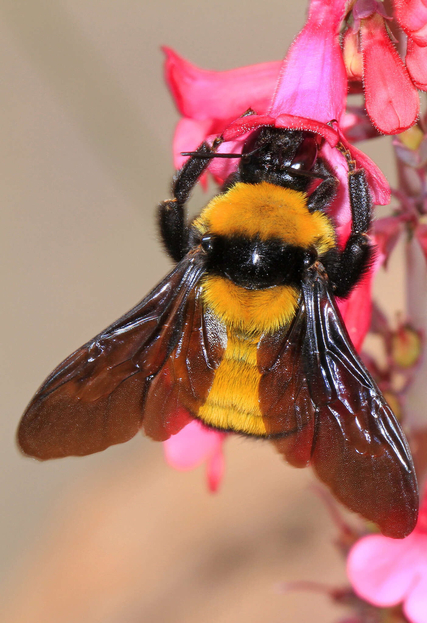 Слика од Bombus sonorus Say 1837