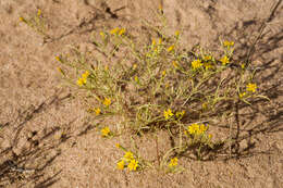 Image of manybristle chinchweed