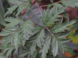 Image of cut-leaved bramble