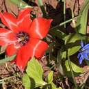 Image of Tulipa linifolia Regel