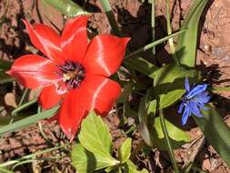 Image of Tulipa linifolia Regel