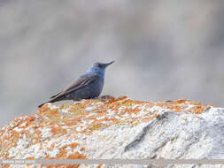 Plancia ëd Monticola solitarius (Linnaeus 1758)