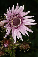 Image of Berkheya purpurea (DC.) Benth. & Hook. fil. ex Mast.