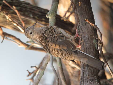 Image of Scaled Dove