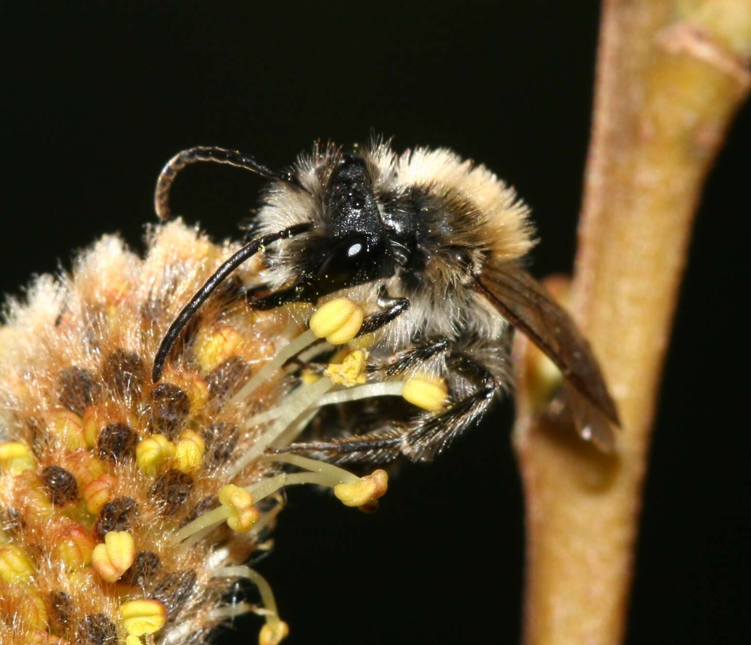 Image of Andrena praecox (Scopoli 1763)