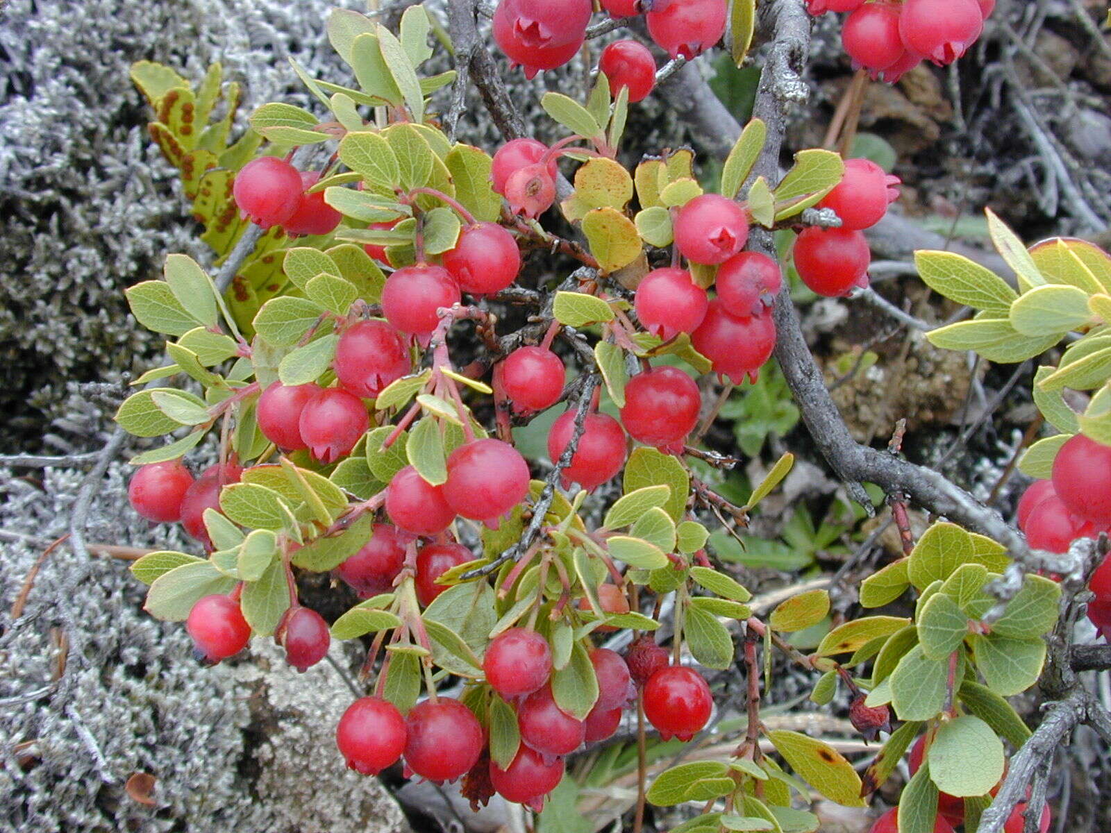 Image de Vaccinium reticulatum Sm.