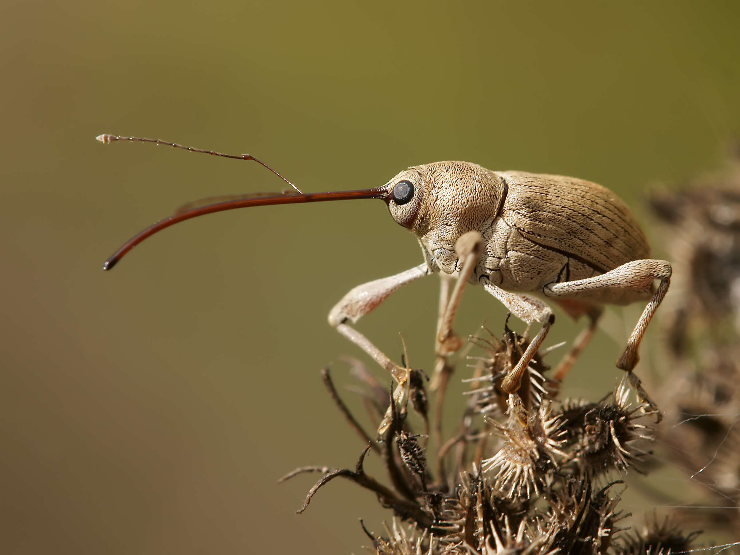 Image of Weevil