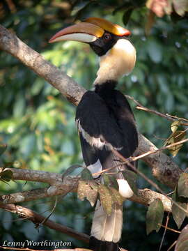 Image of Great Indian Hornbill