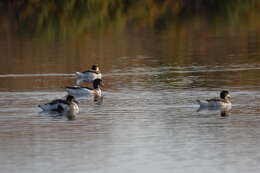 Image of shelduck, common shelduck