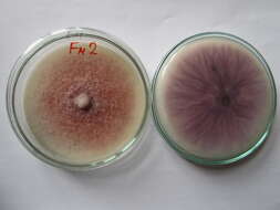 Image of Fusarium