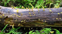 Image of Calocera cornea (Batsch) Fr. 1827