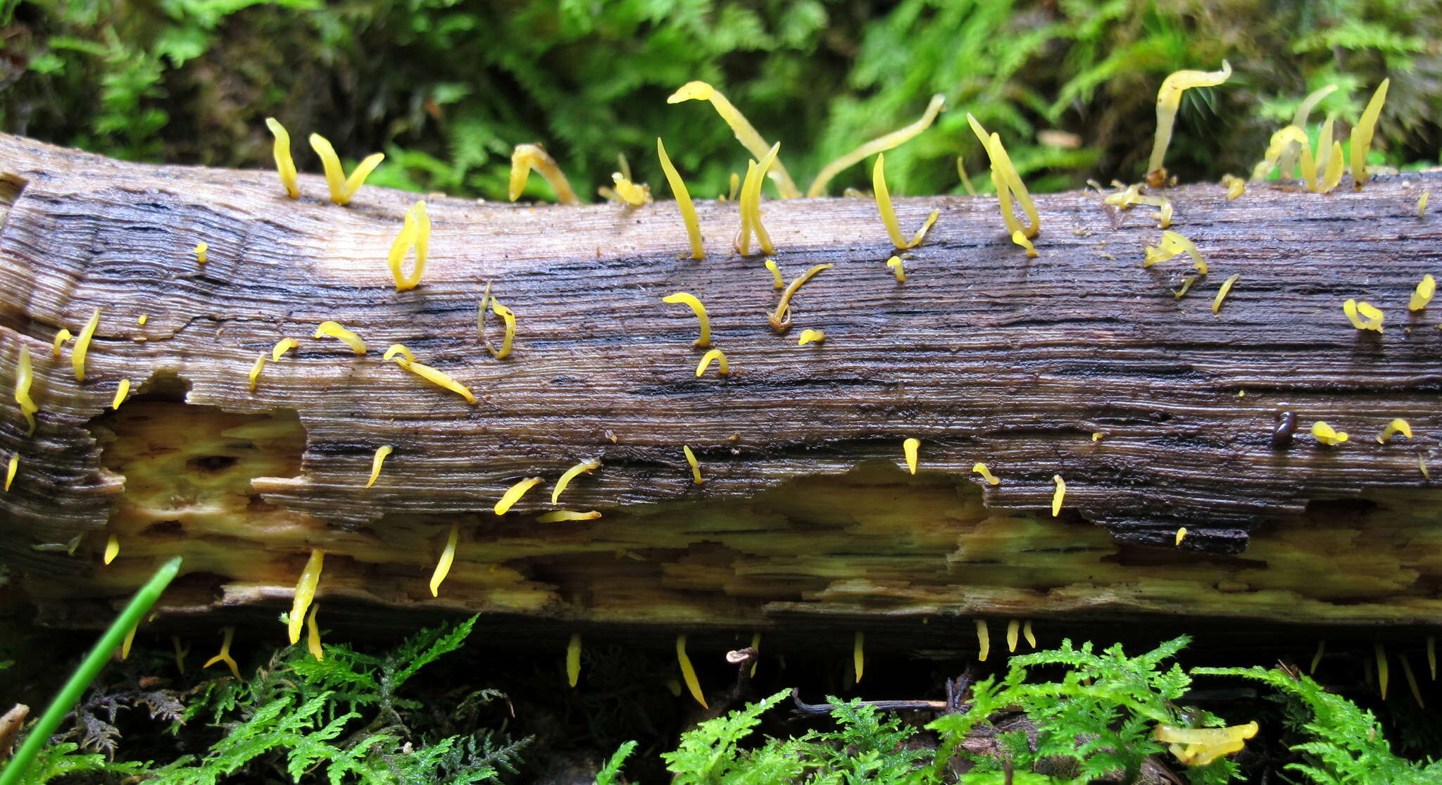 Image of Calocera cornea (Batsch) Fr. 1827