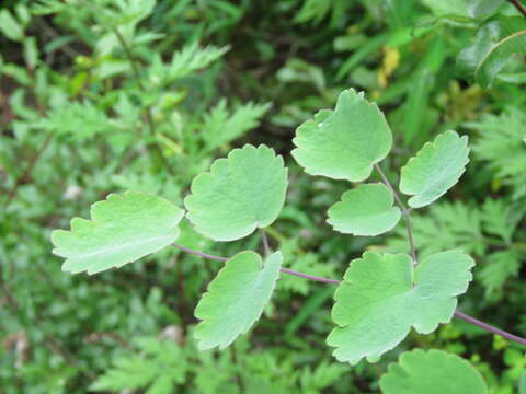 Image of Bladder Campion