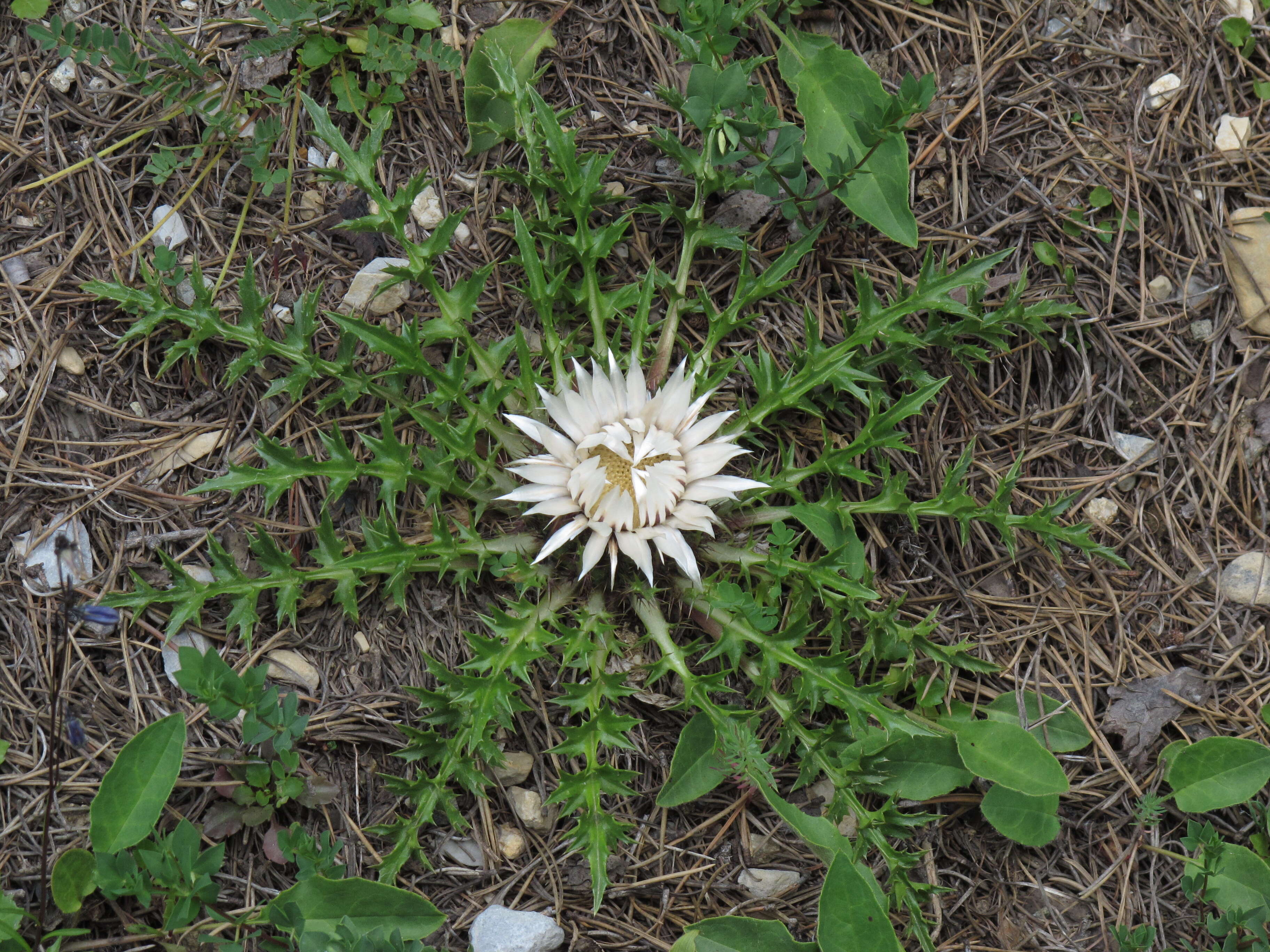 Image of Carlina acaulis L.