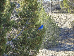 Image of Mountain Bluebird