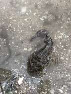 Image of Gulf Toadfish