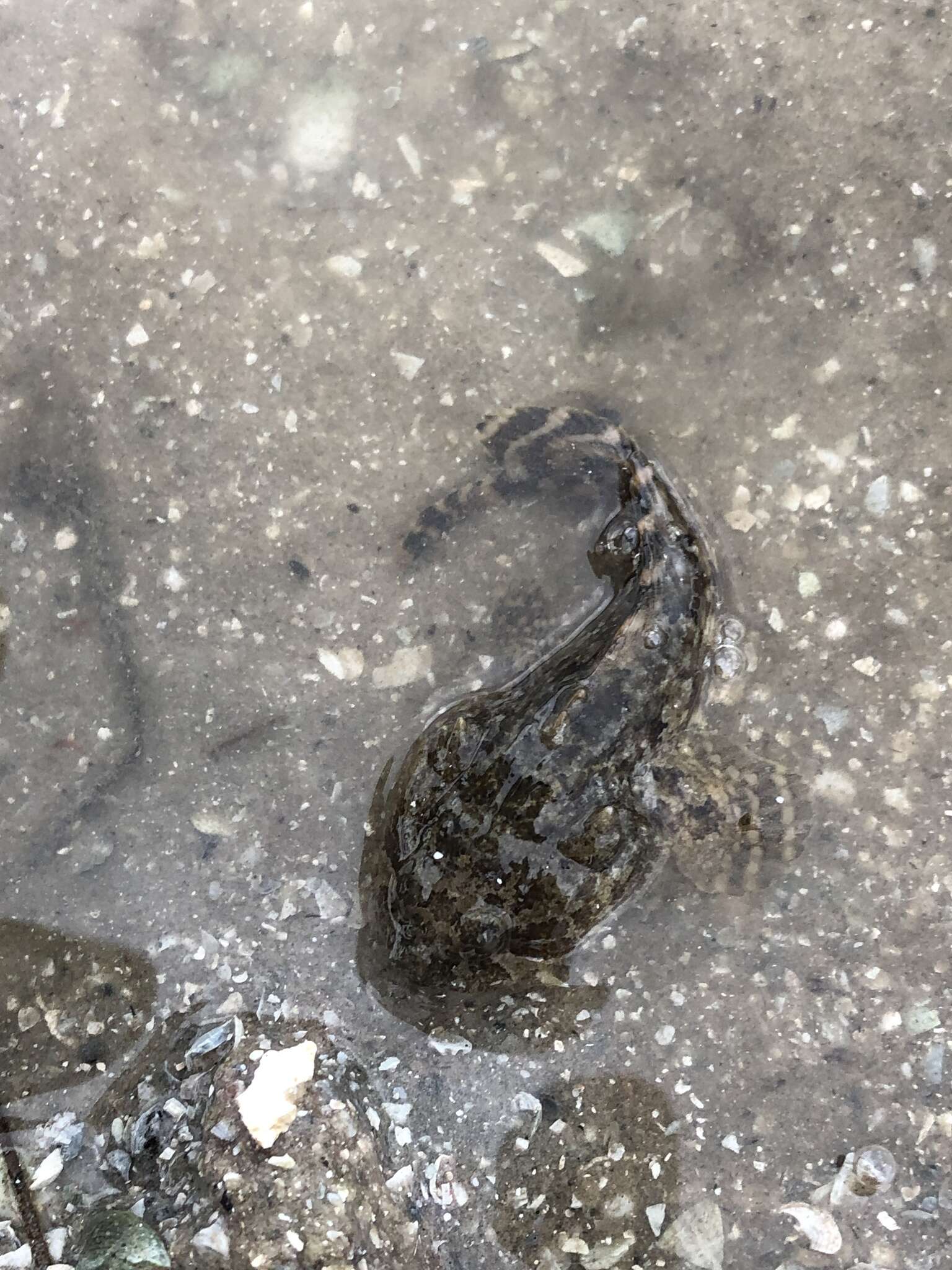 Image of Gulf Toadfish