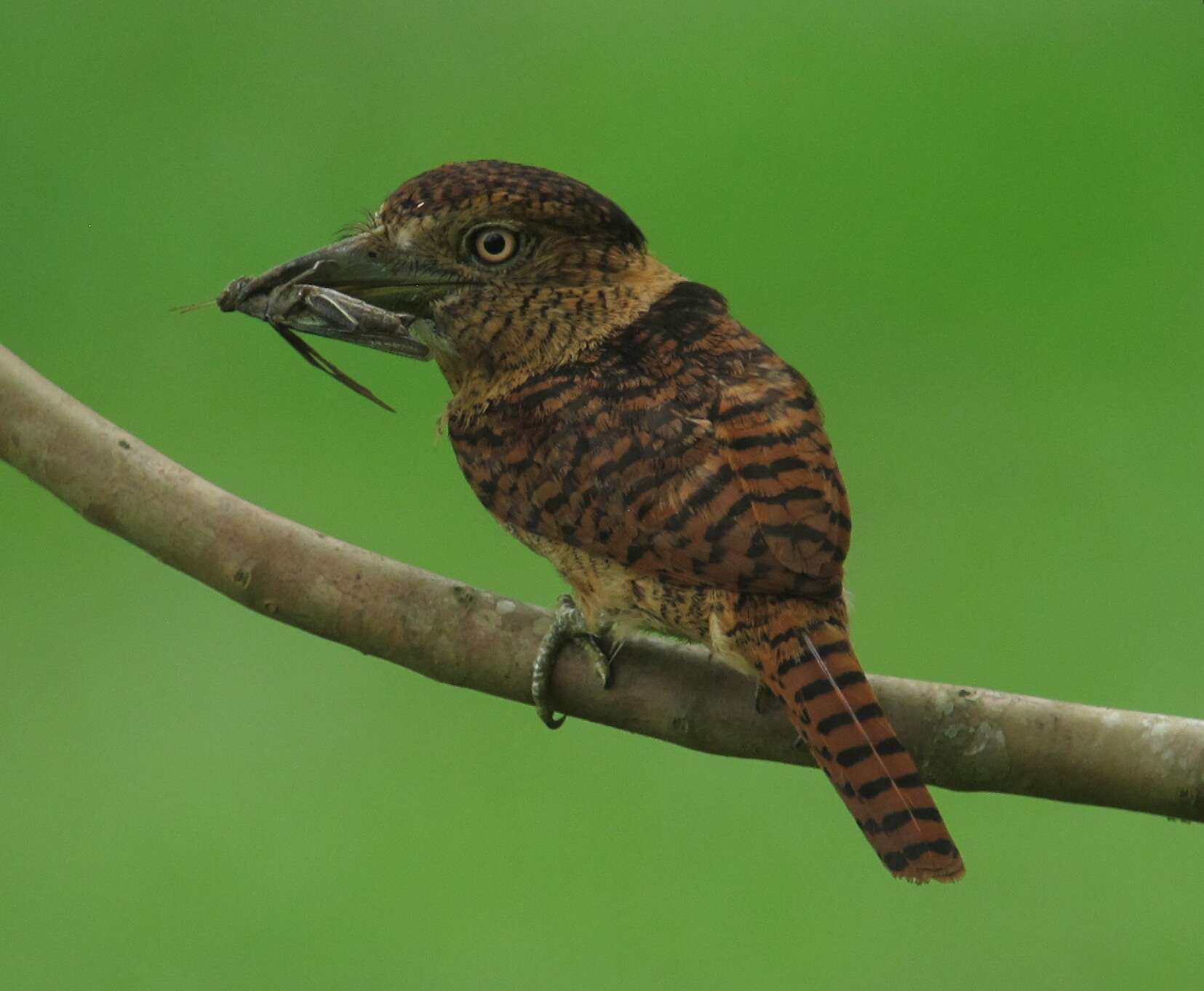 Image of Barred Puffbird