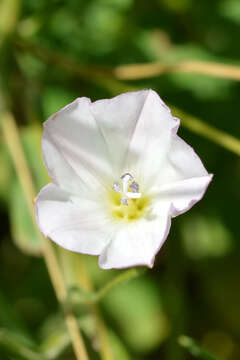 Image of Field Bindweed