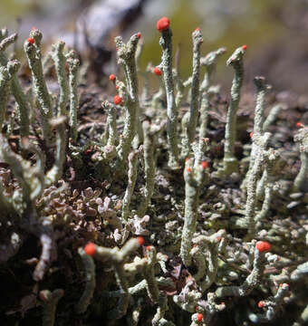 Image of Cladonia macilenta