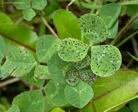 Image of Polythrincium