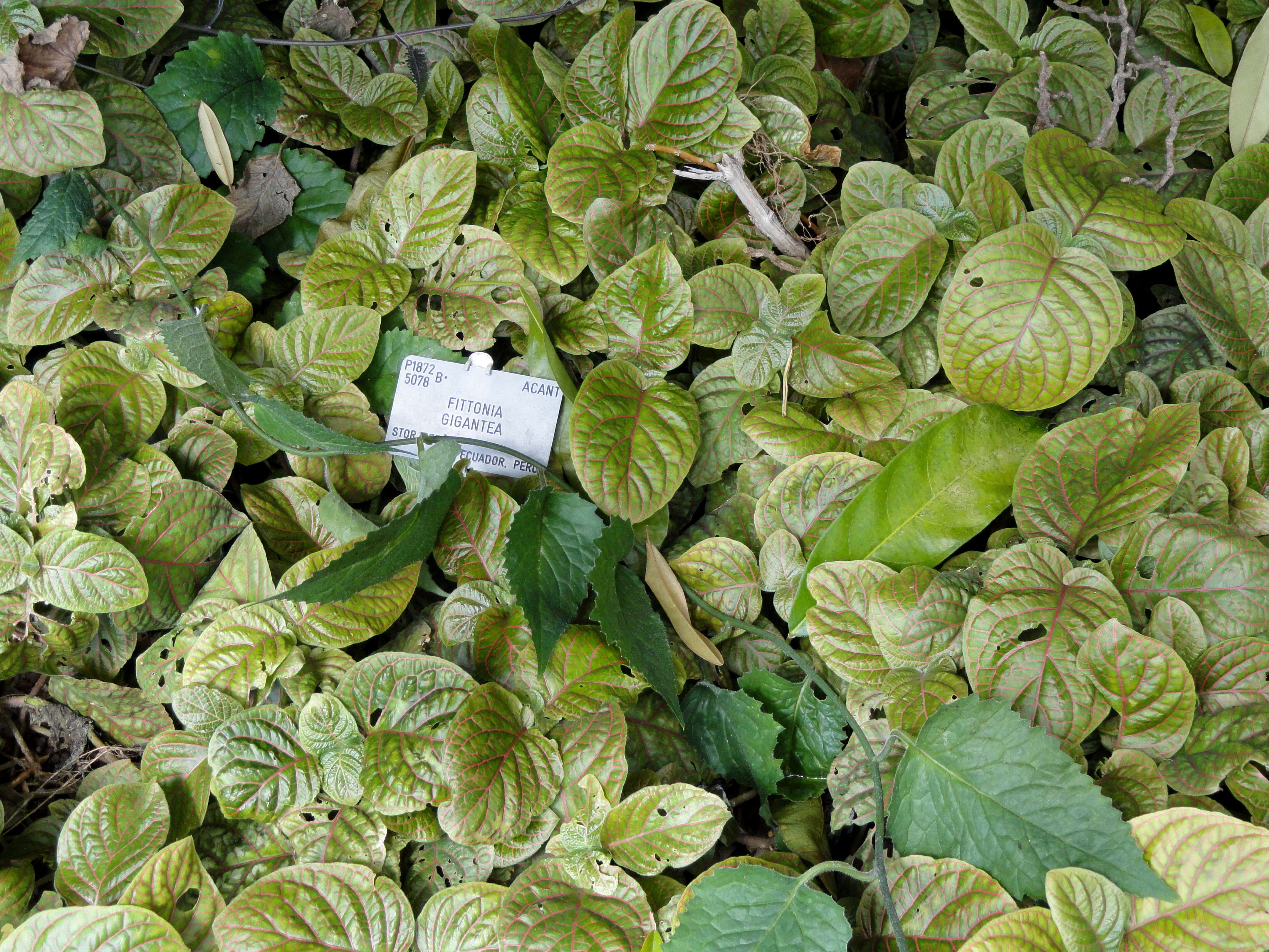 Fittonia gigantea Linden resmi