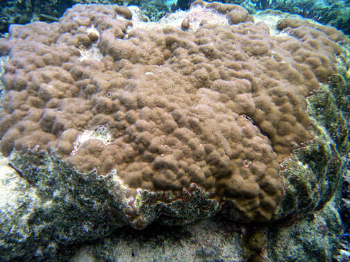 صورة Porites lutea Milne Edwards & Haime 1851