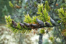 Image of jack pine