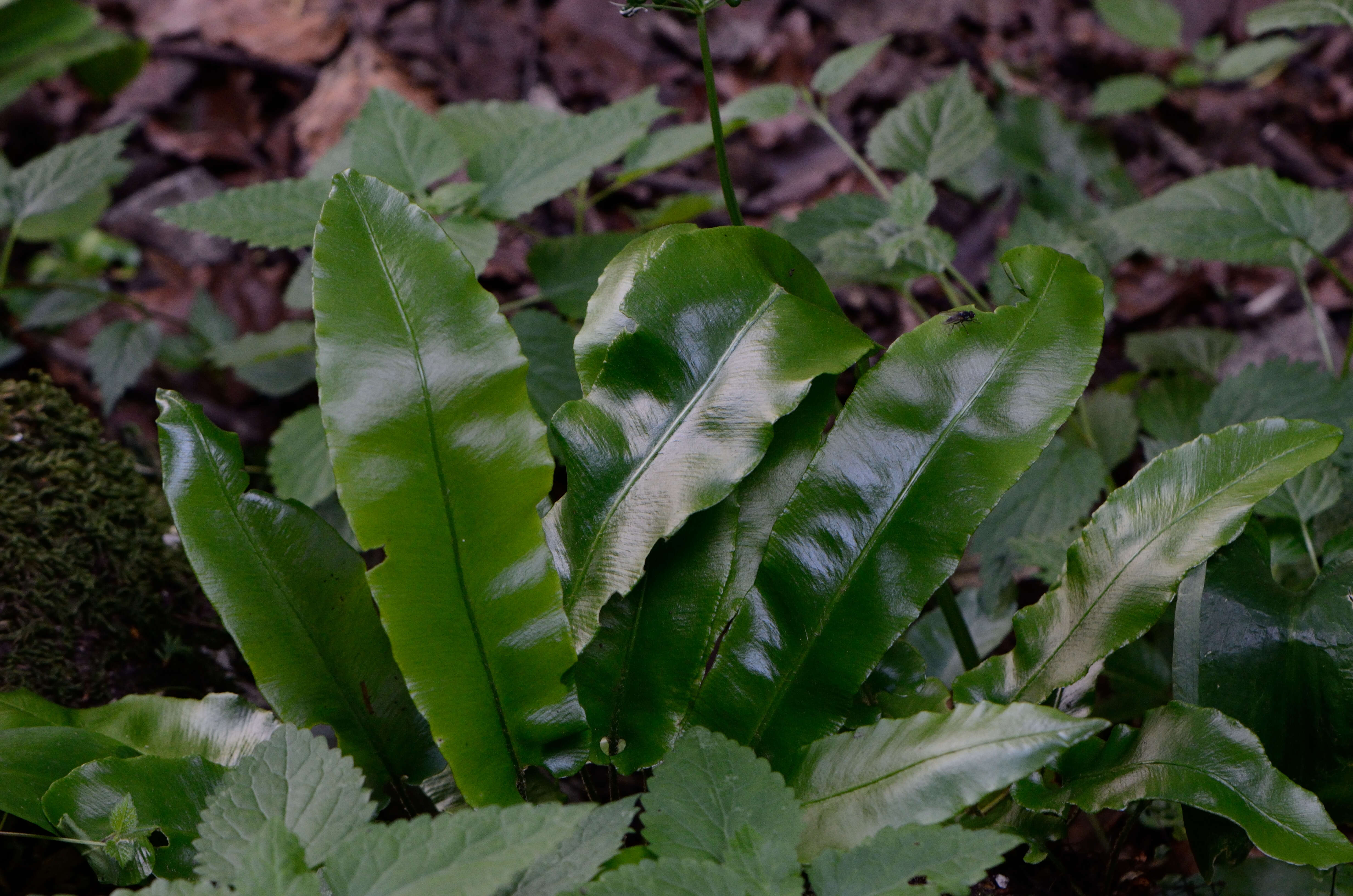 Image of Hart's tonguefern