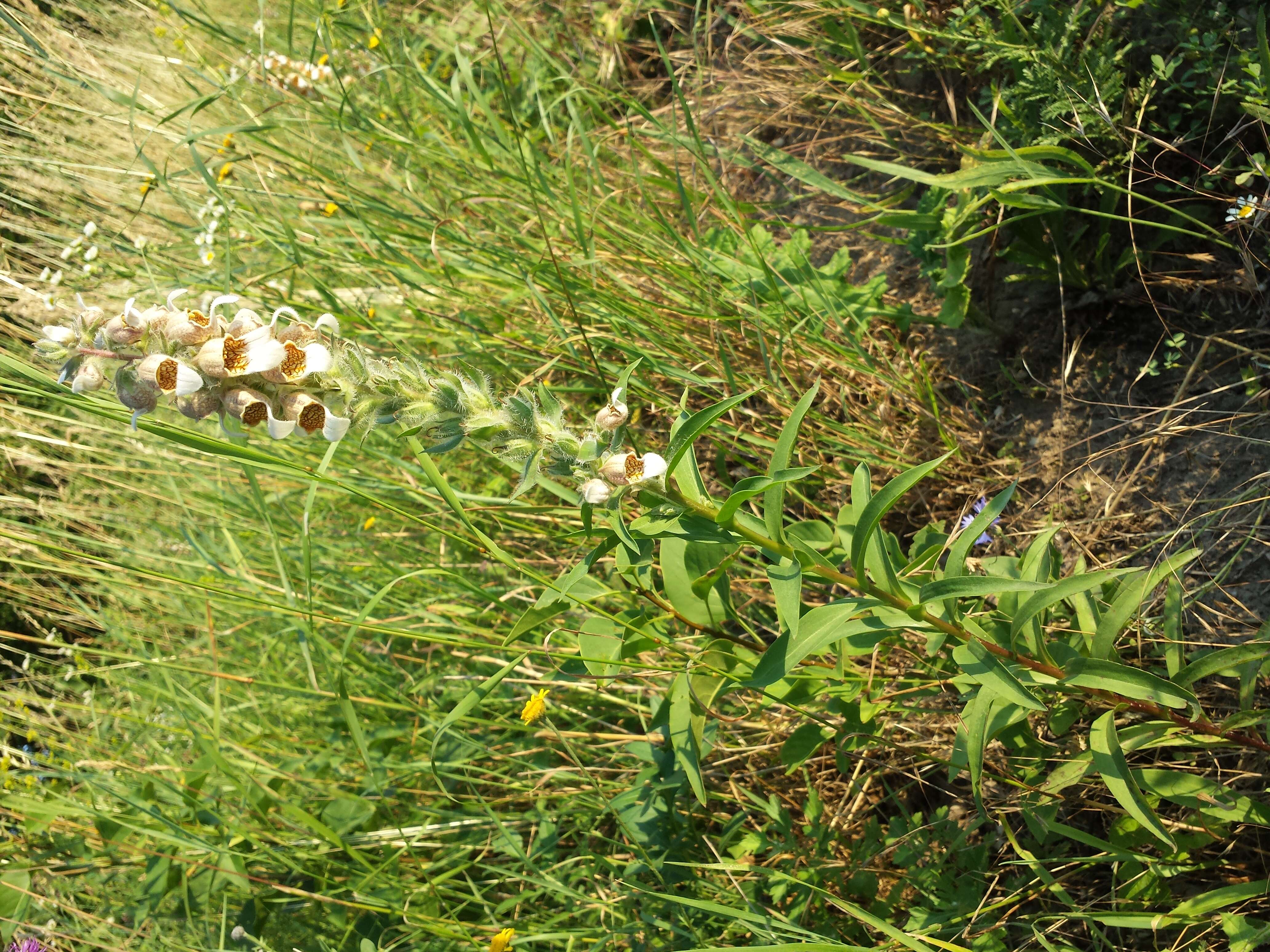 Image of Grecian foxglove