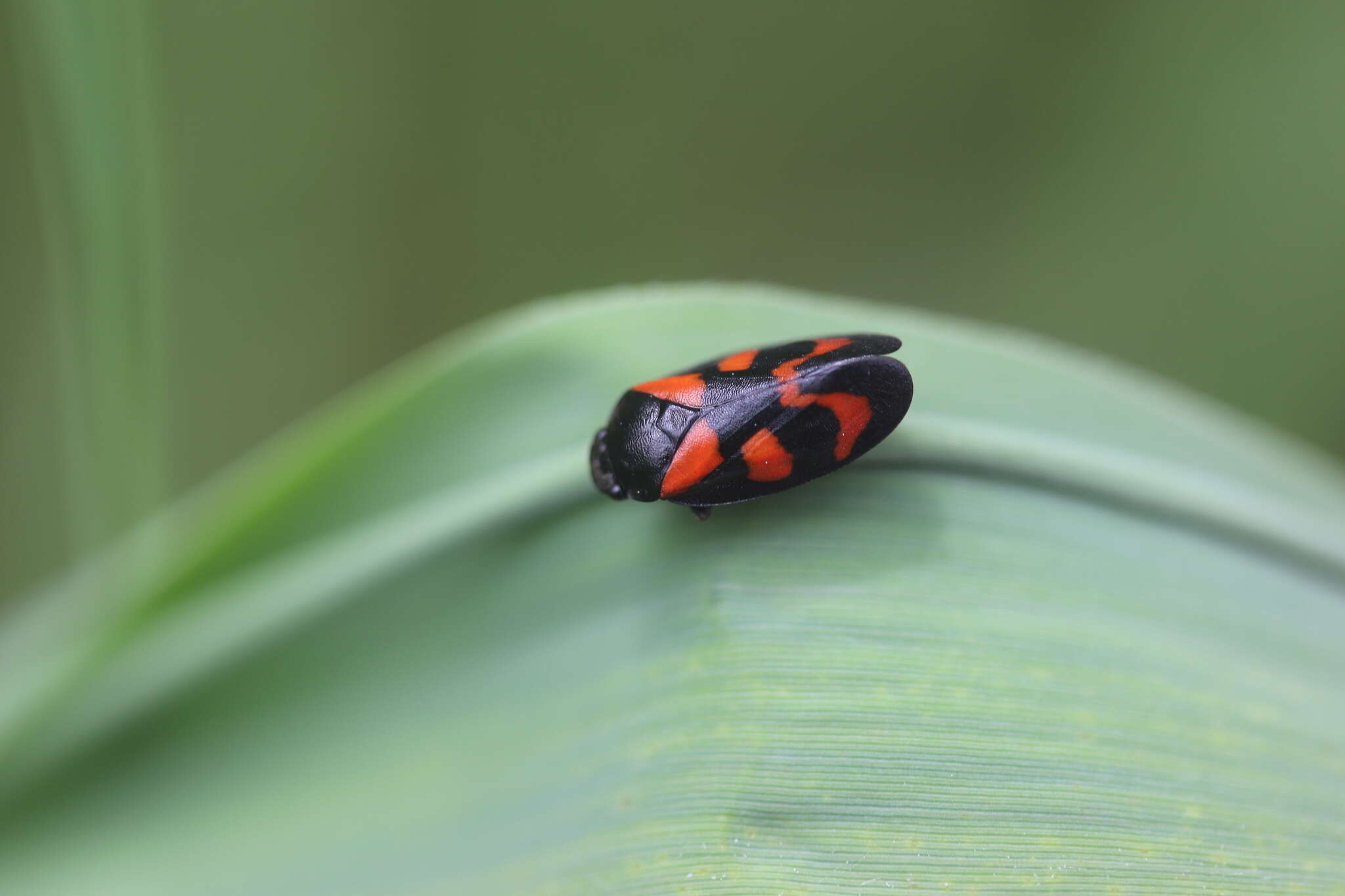 Image of Red-and-black Froghopper