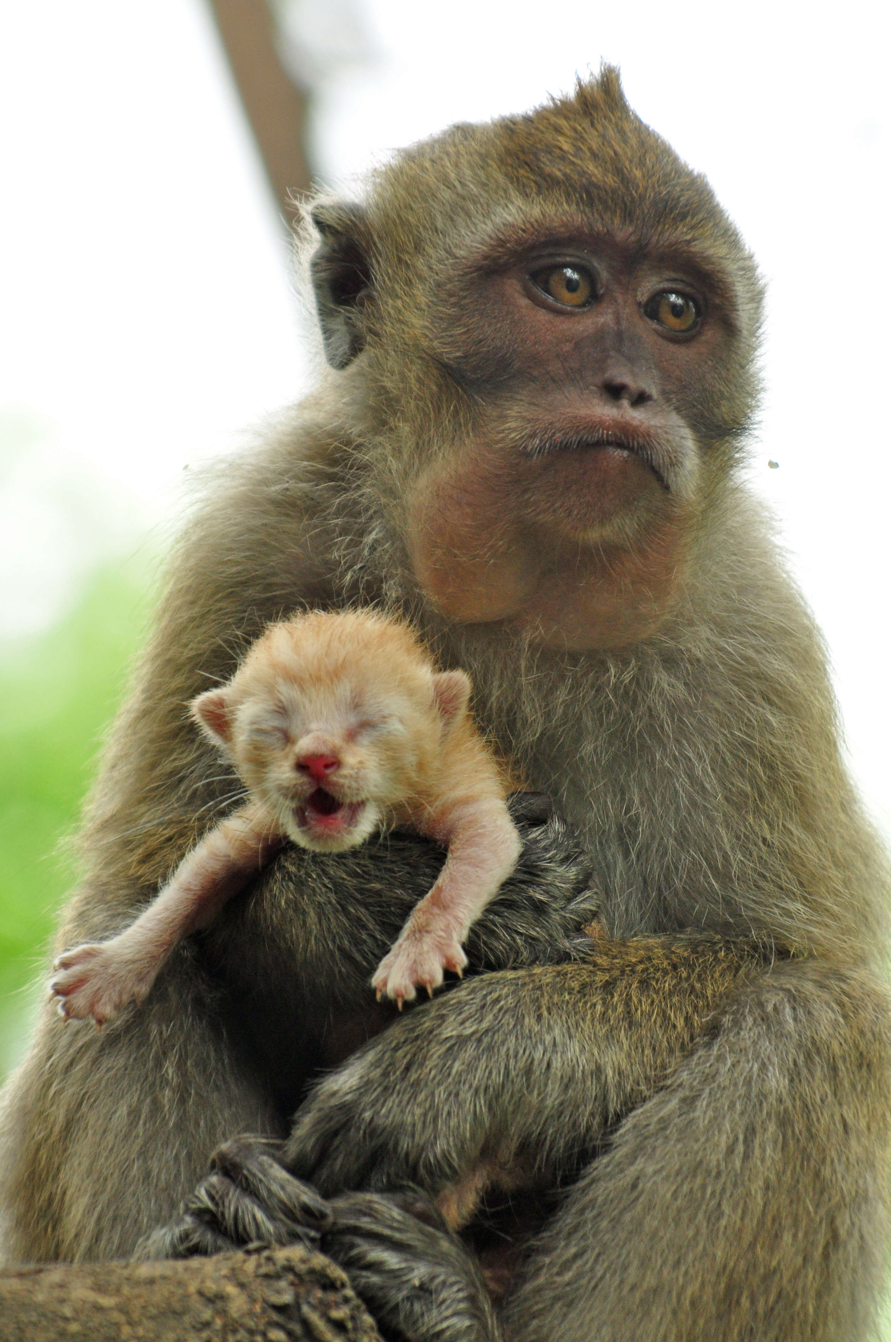 Image of Long-tailed Macaque