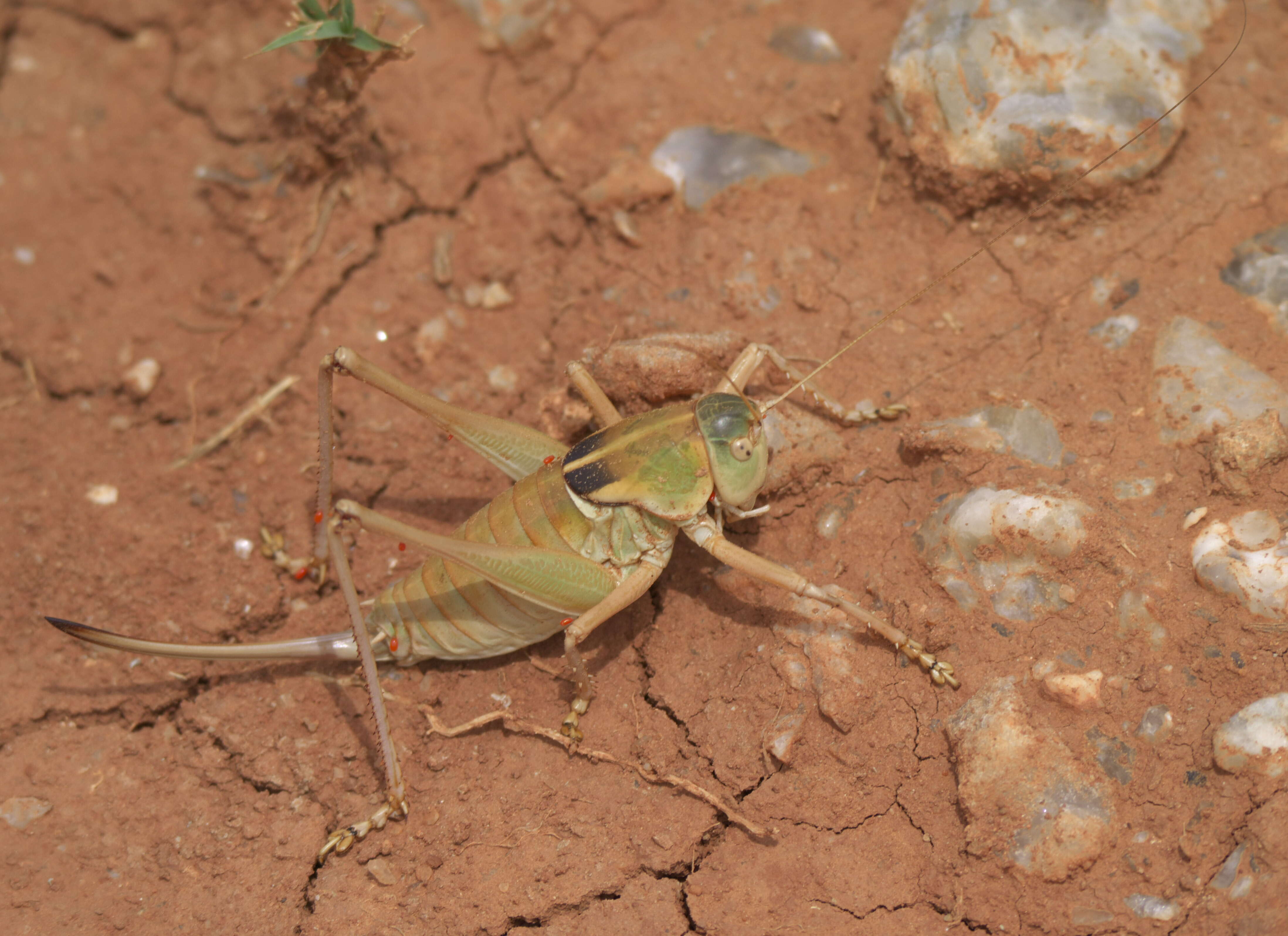 Слика од Pardalophora haldemanii (Scudder & S. H. 1872)