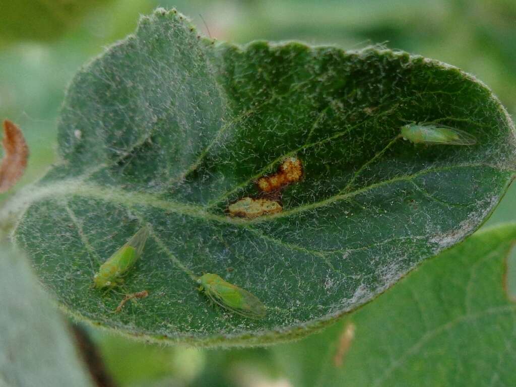 Image of Apple Psyllid