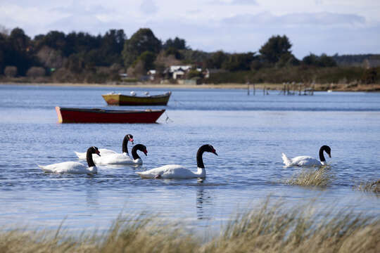 Image of Black-necked Swan