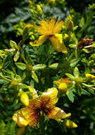 صورة Hypericum kalmianum L.