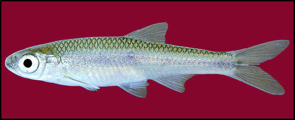 Image of texas shiner