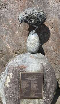 Image of Okarito Brown Kiwi