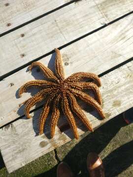 Image of Eleven-armed seastar