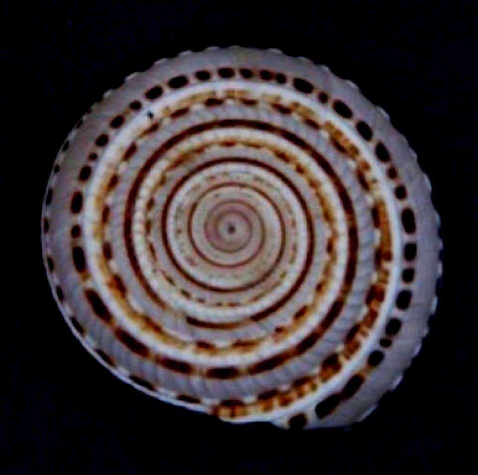 Image of European sundial snail