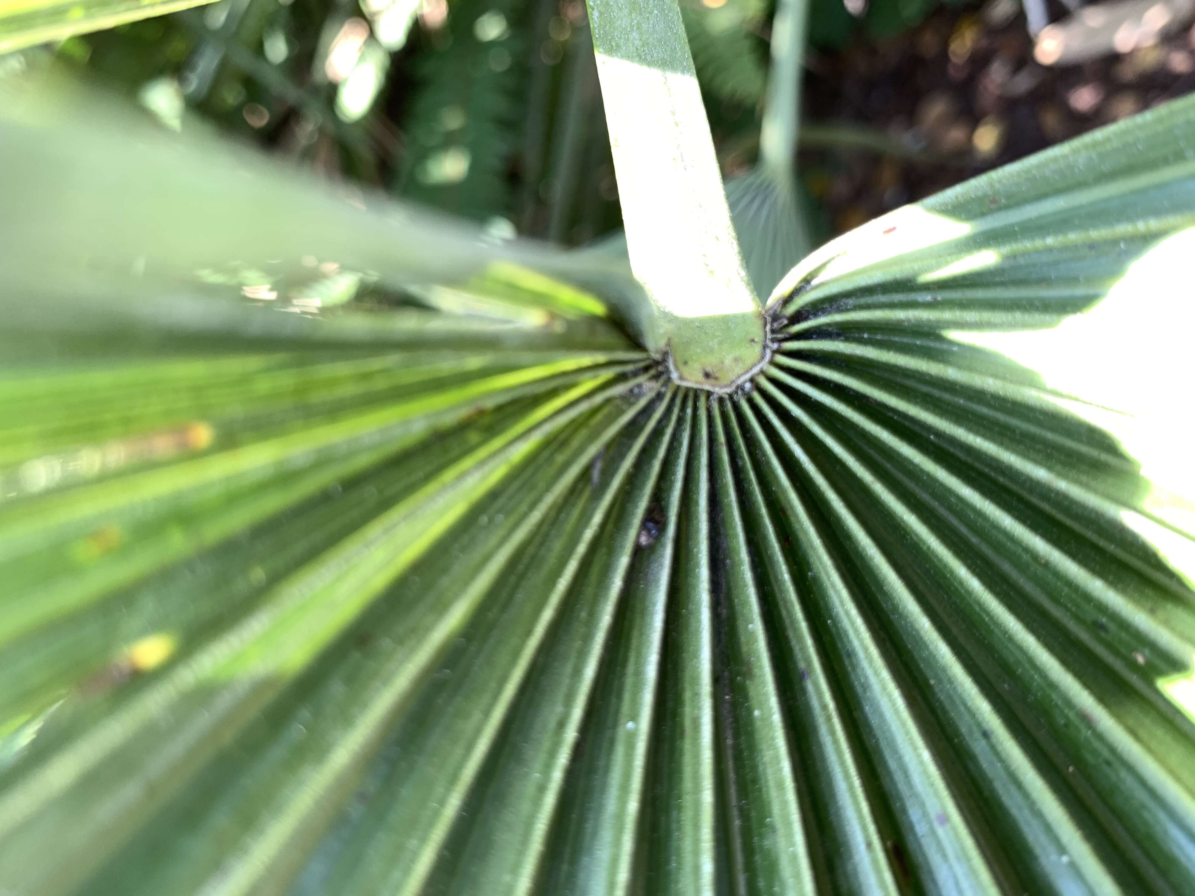 Image of rhapidophyllum