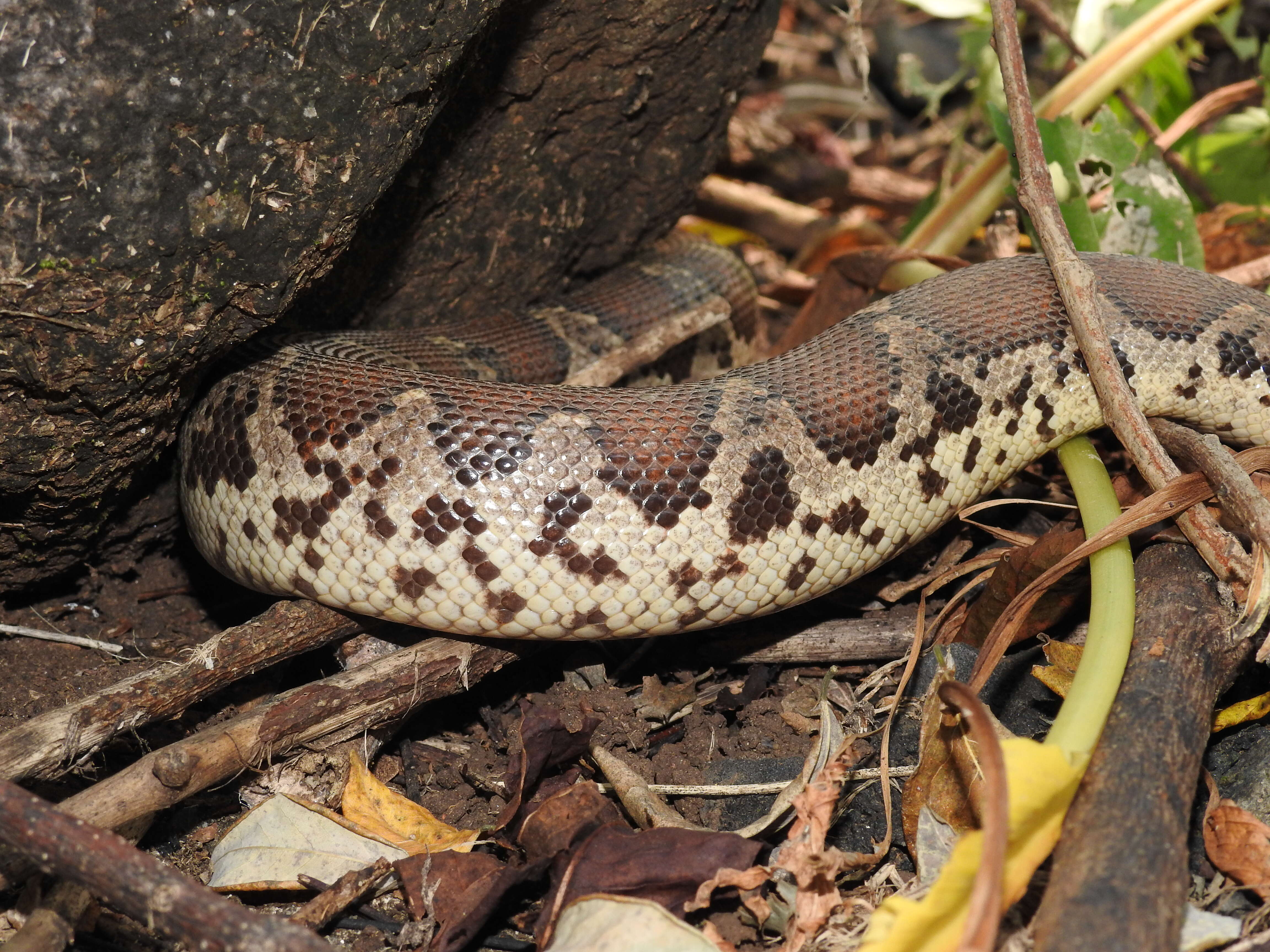 Image of Common Sand Boa