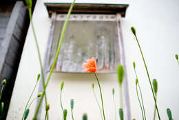 Image of Long-headed Poppy