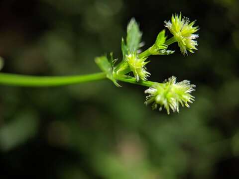 Imagem de Sanicula canadensis L.