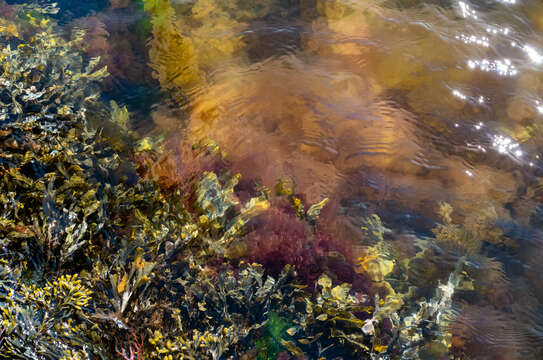 Image of toothed wrack