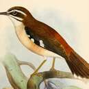 Image of Forest Scrub Robin