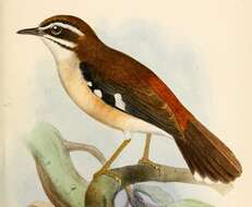 Image of Forest Scrub Robin