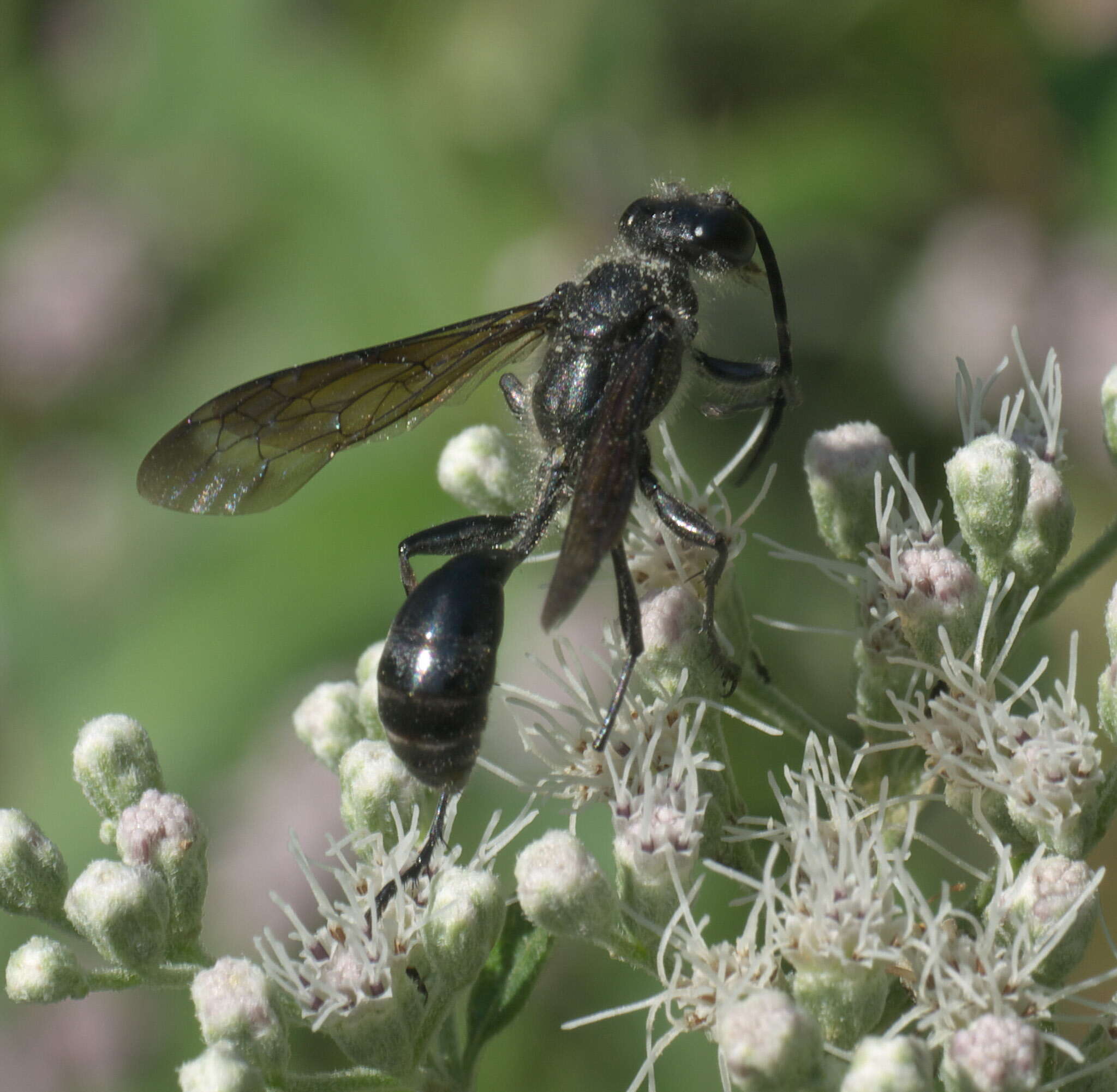 Image of Mud dauber