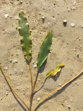 Image of Loddon Pondweed